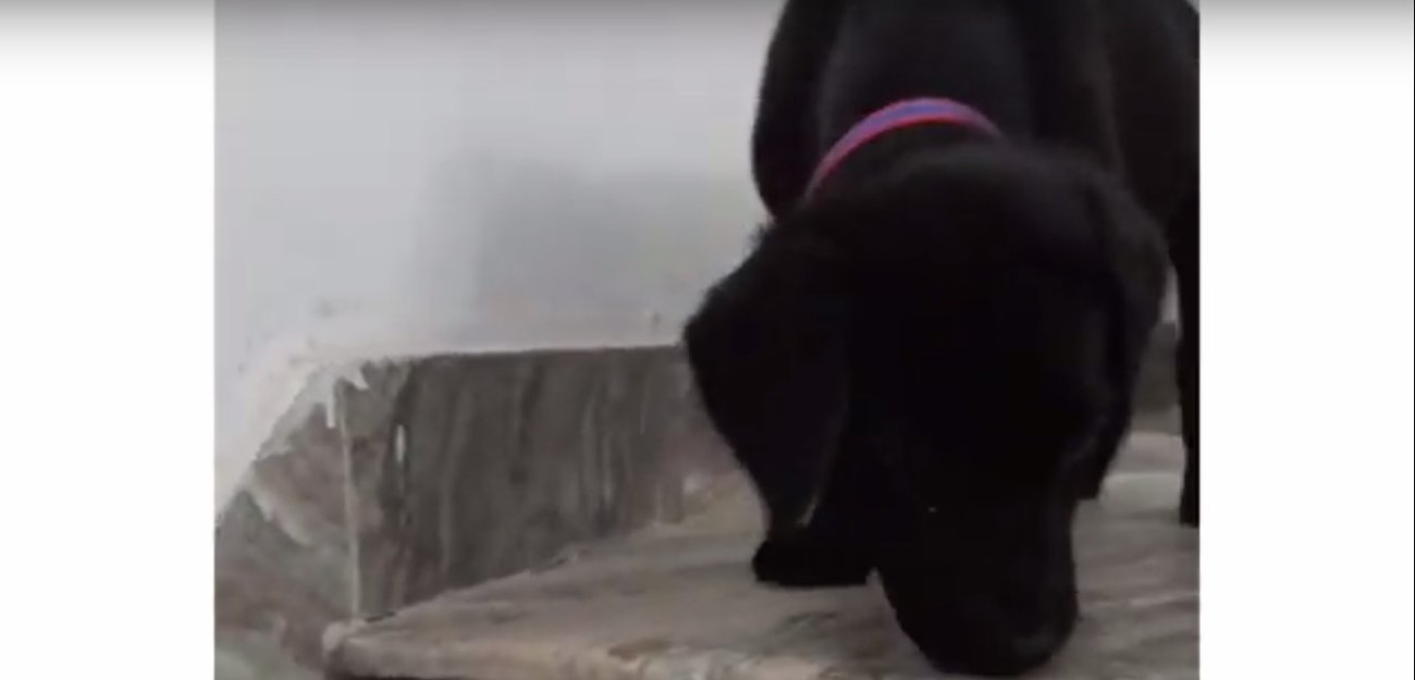 ラブラドールレトリーバー,動画