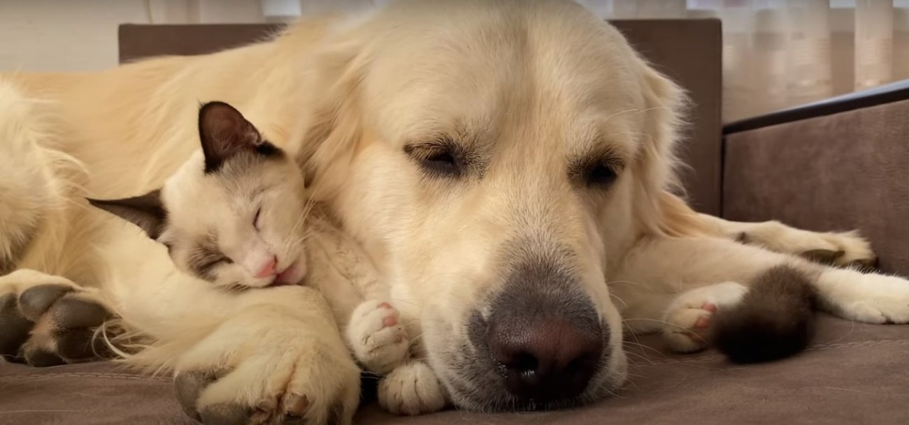 ゴールデンレトリーバー,動画