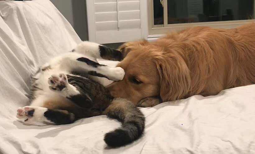 ゴールデンレトリーバー,動画