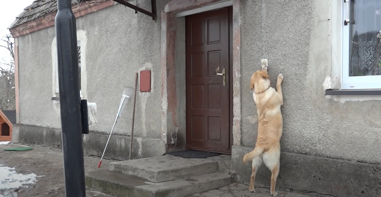 ラブラドールレトリーバー,動画