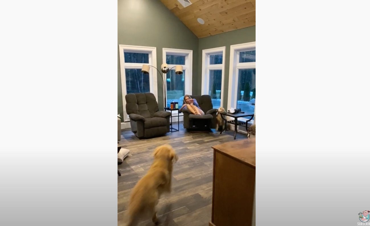 ゴールデンレトリーバー,動画