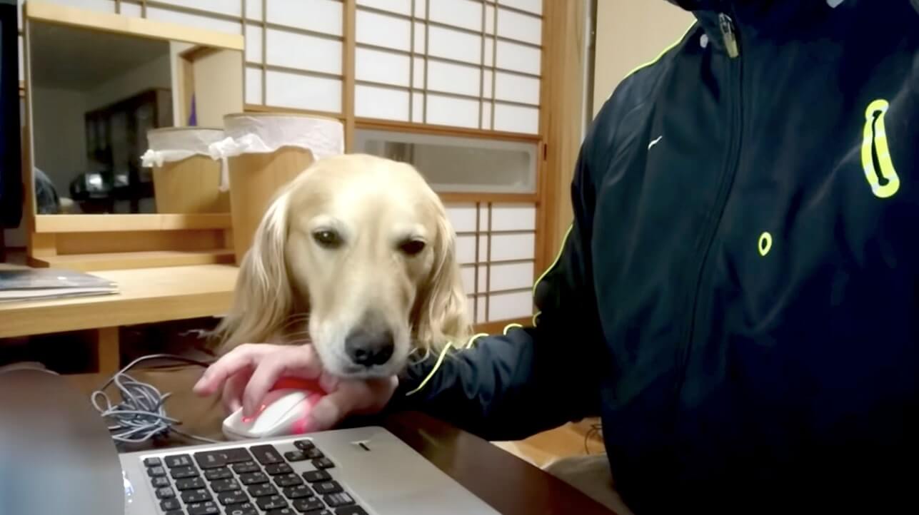 ゴールデンレトリーバー,動画