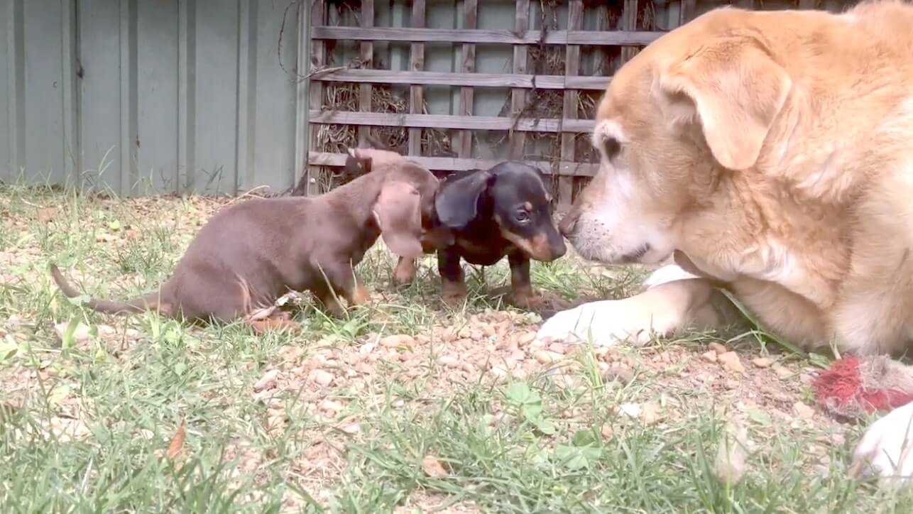 ゴールデンレトリーバー,動画