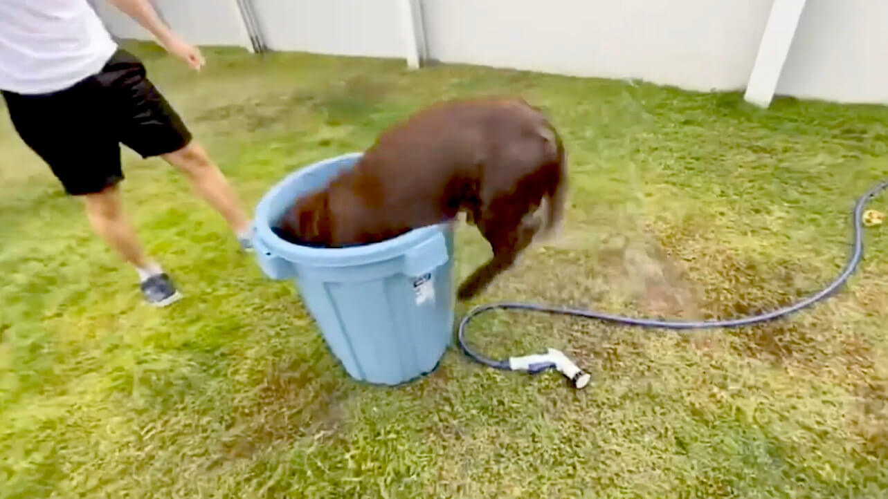 ラブラドールレトリーバー,動画