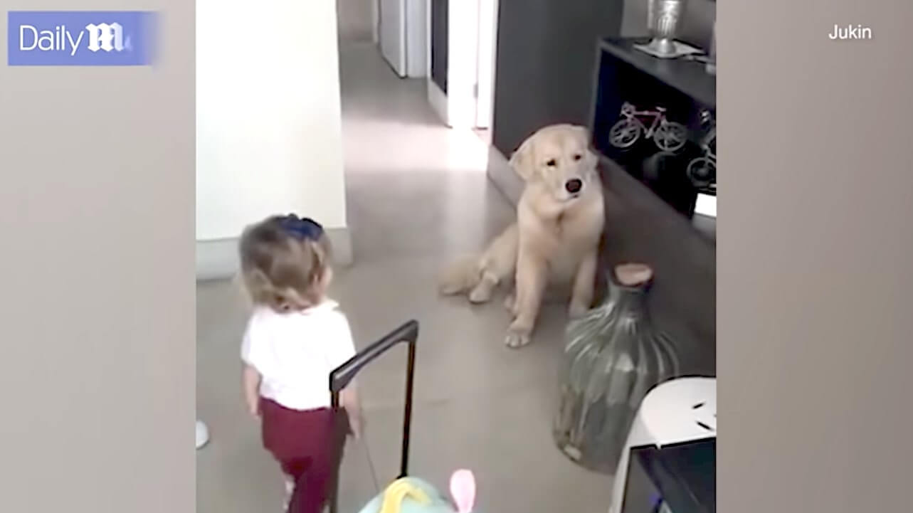 ゴールデンレトリーバー,動画