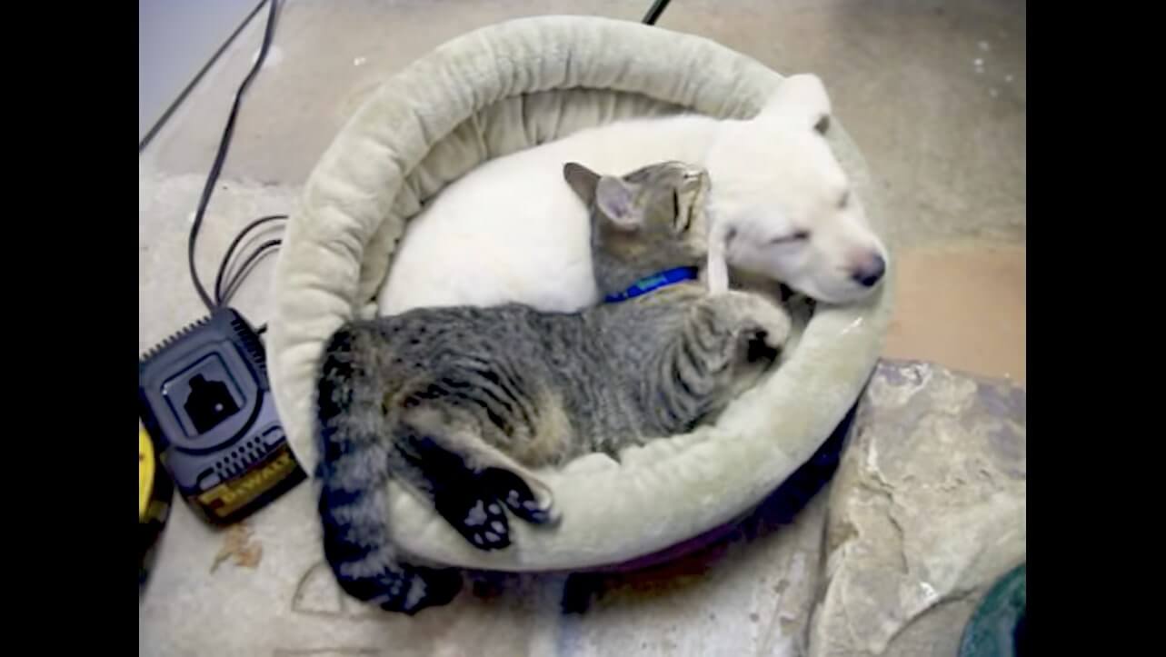 ラブラドールレトリーバー,動画