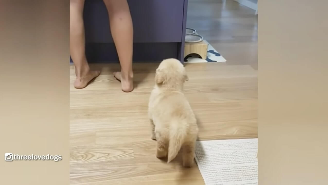 ゴールデンレトリーバー,動画