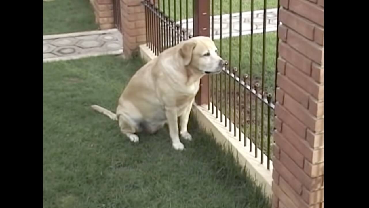 ラブラドールレトリーバー,動画
