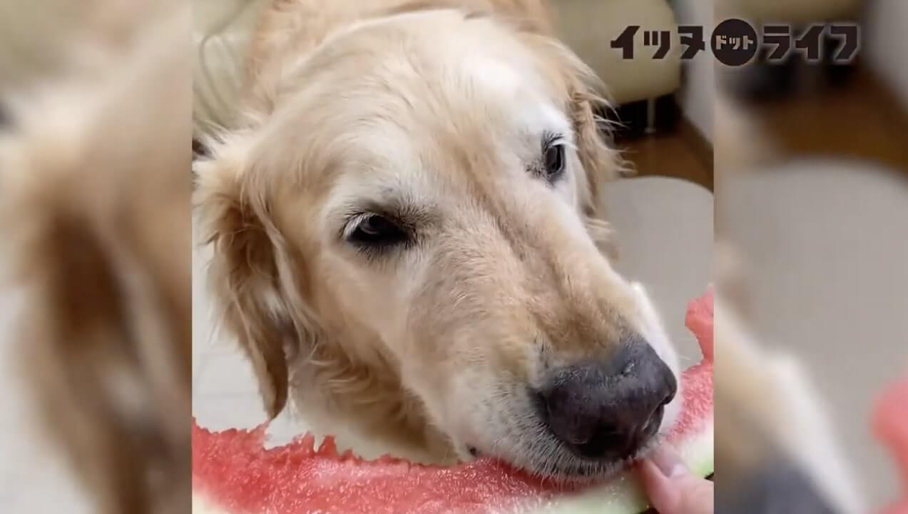 ゴールデンレトリーバー,動画,イッヌドットライフ