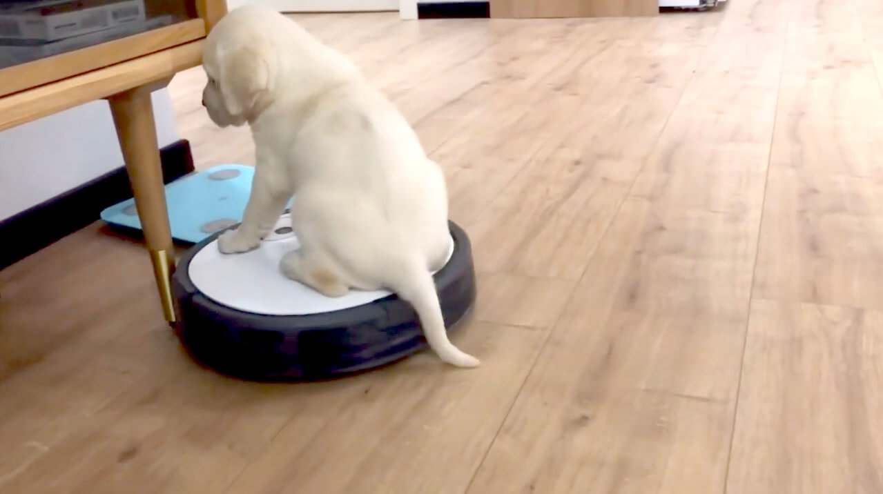 ゴールデンレトリーバー,動画