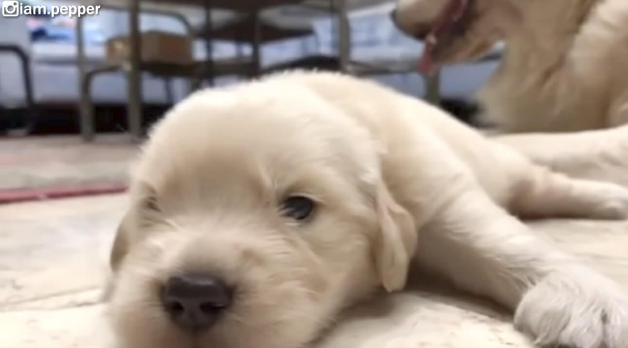 ゴールデンレトリーバー,動画