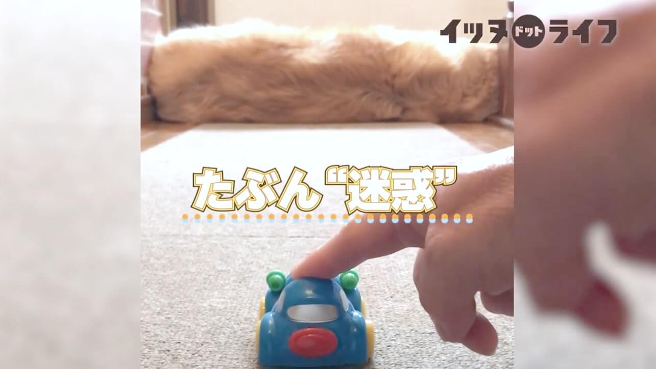 ゴールデン,動画,イッヌドットライフ