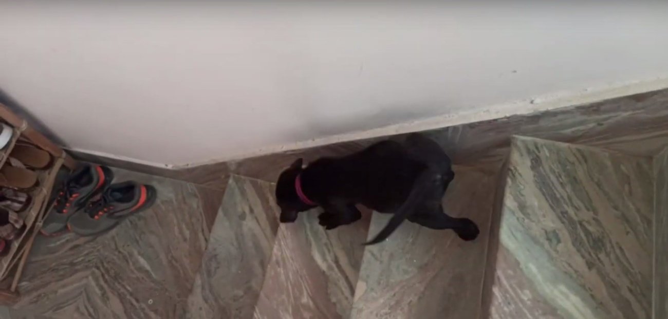 ラブラドールレトリーバー,動画