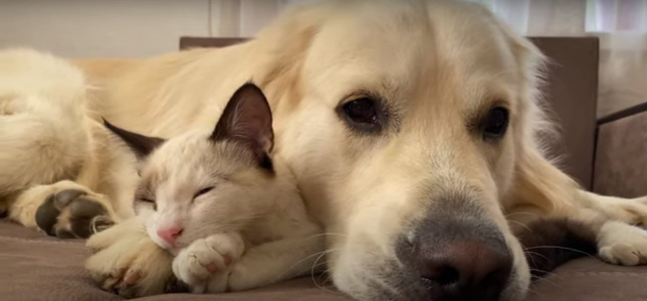 ゴールデンレトリーバー,動画