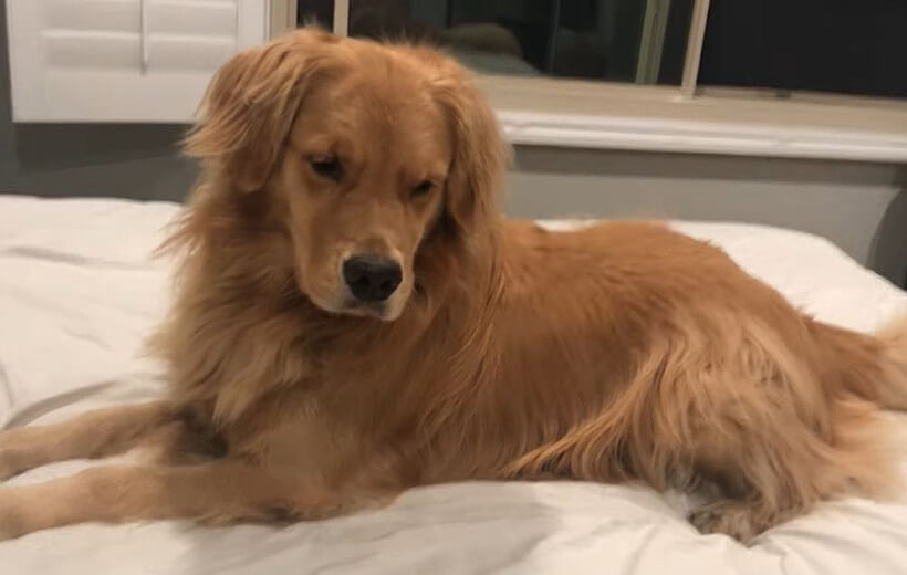 ゴールデンレトリーバー,動画