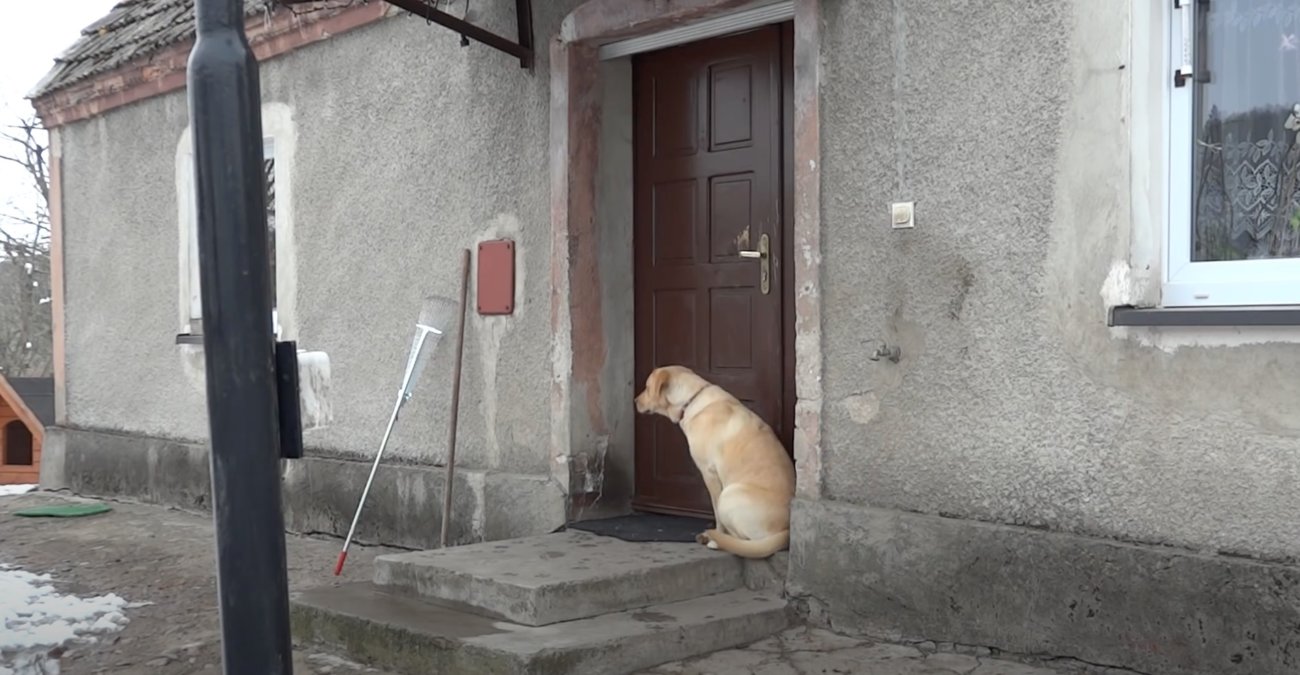 ラブラドールレトリーバー,動画