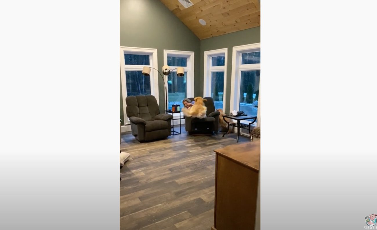 ゴールデンレトリーバー,動画