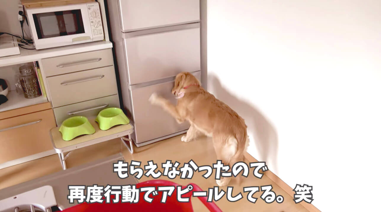 ゴールデンレトリーバー,動画