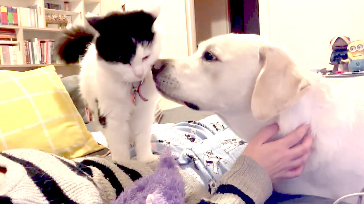 ラブラドールレトリーバー,動画