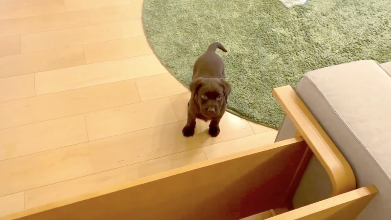 ラブラドールレトリーバー,動画