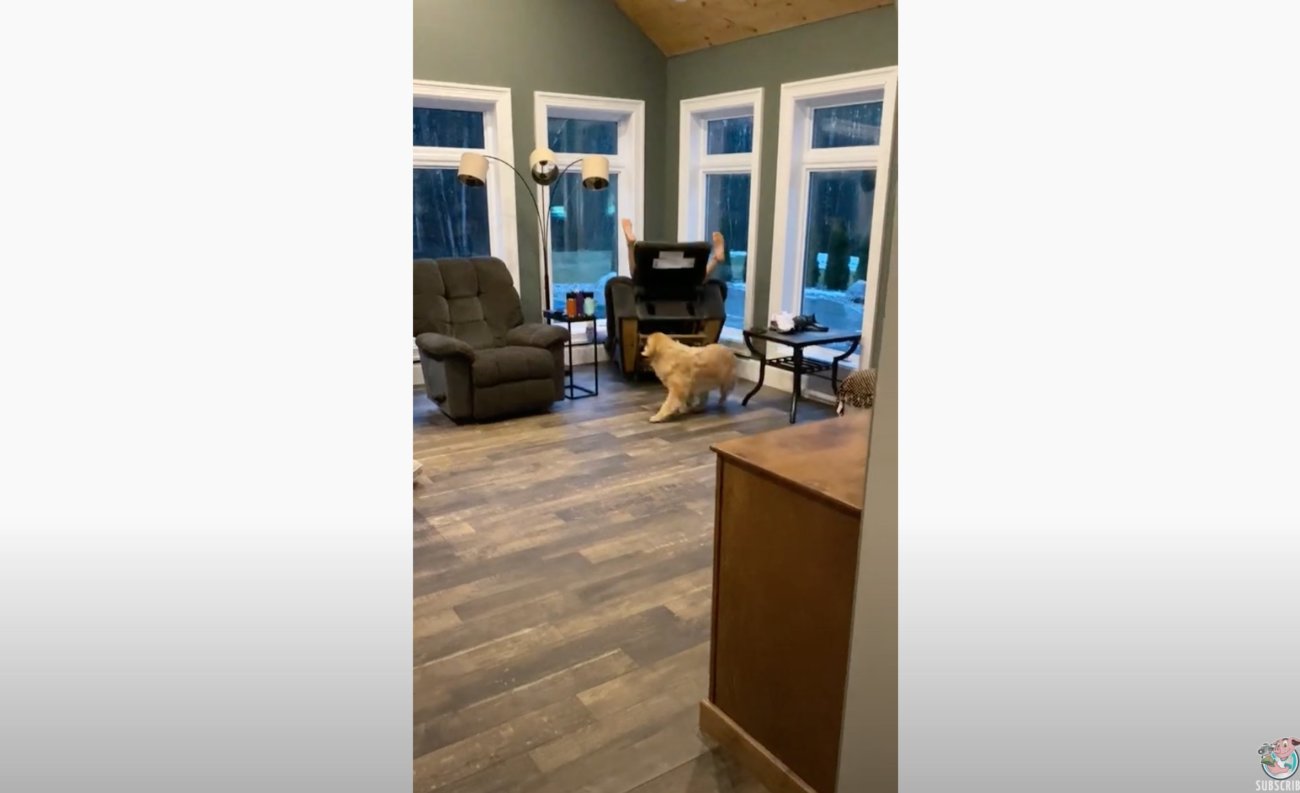 ゴールデンレトリーバー,動画