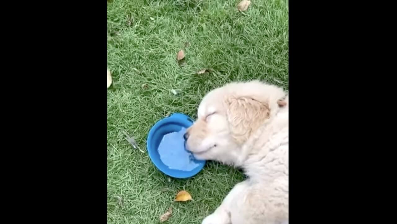 ゴールデンレトリーバー,動画