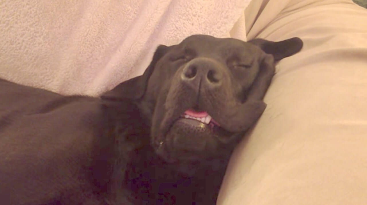 ラブラドールレトリーバー,動画