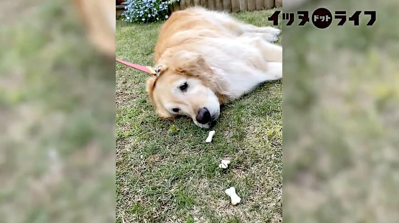 ゴールデンレトリーバー,動画