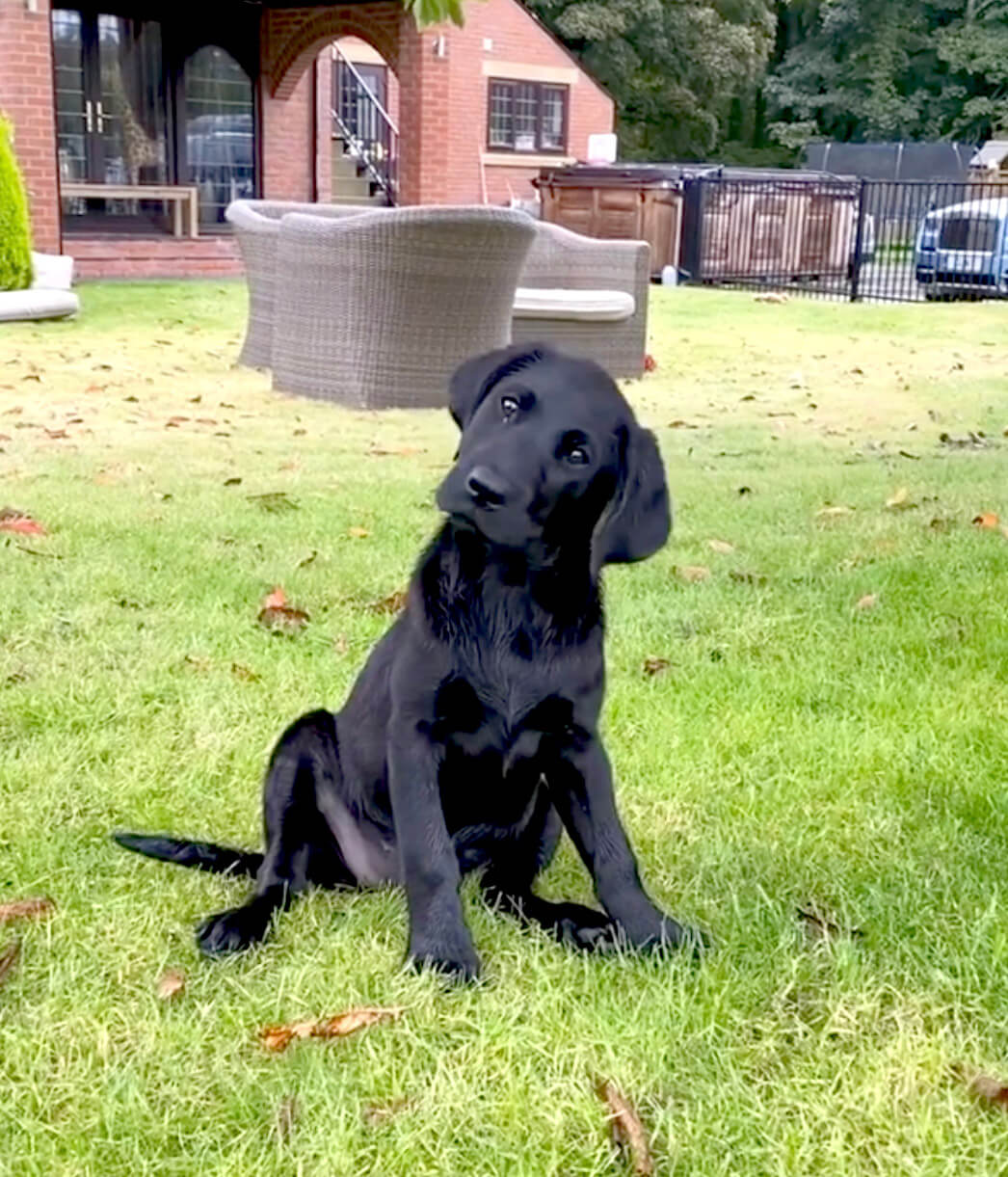 ラブラドールレトリーバー,動画