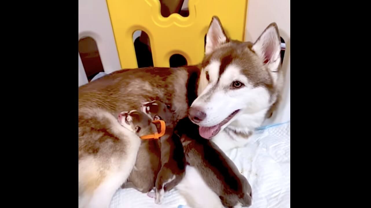 ゴールデンレトリーバー,動画