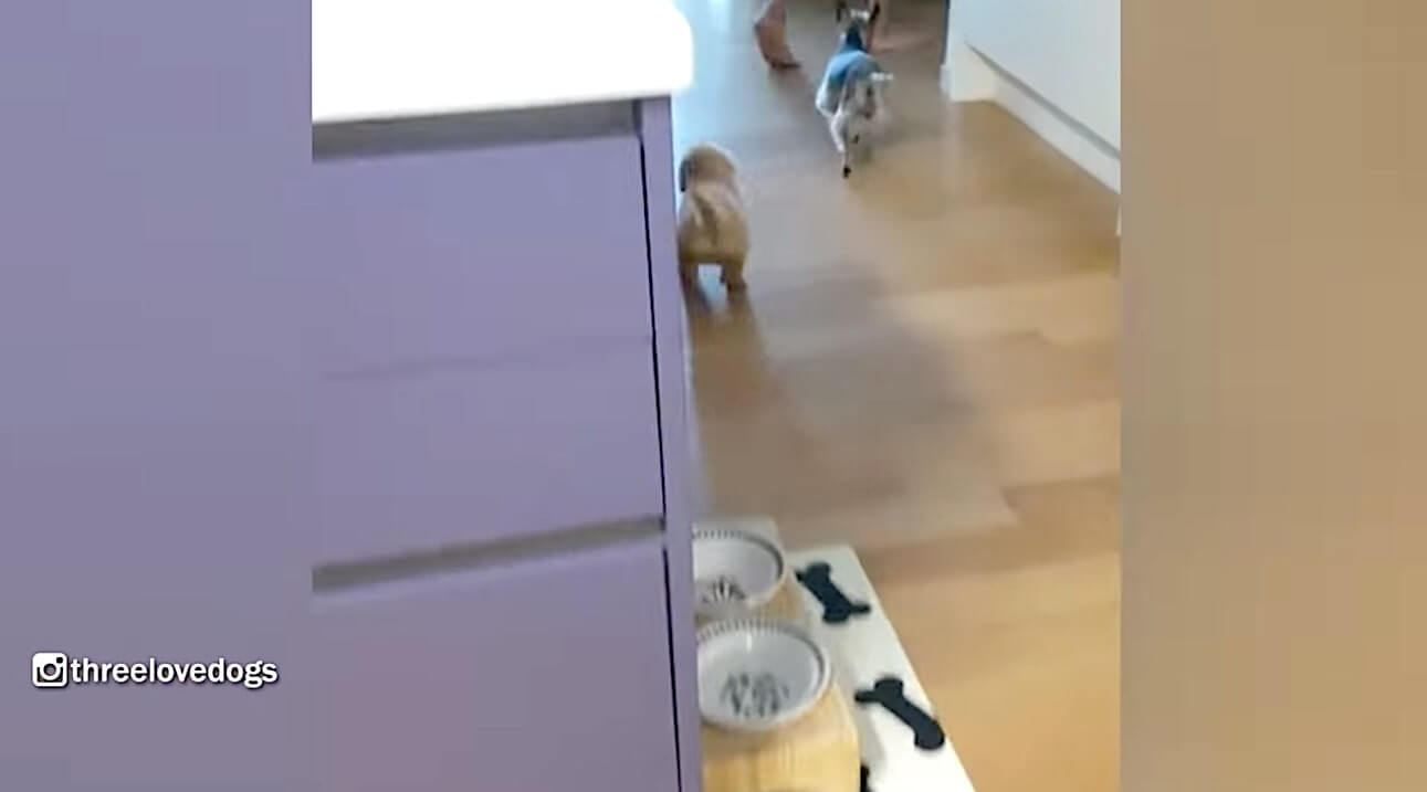 ゴールデンレトリーバー,動画