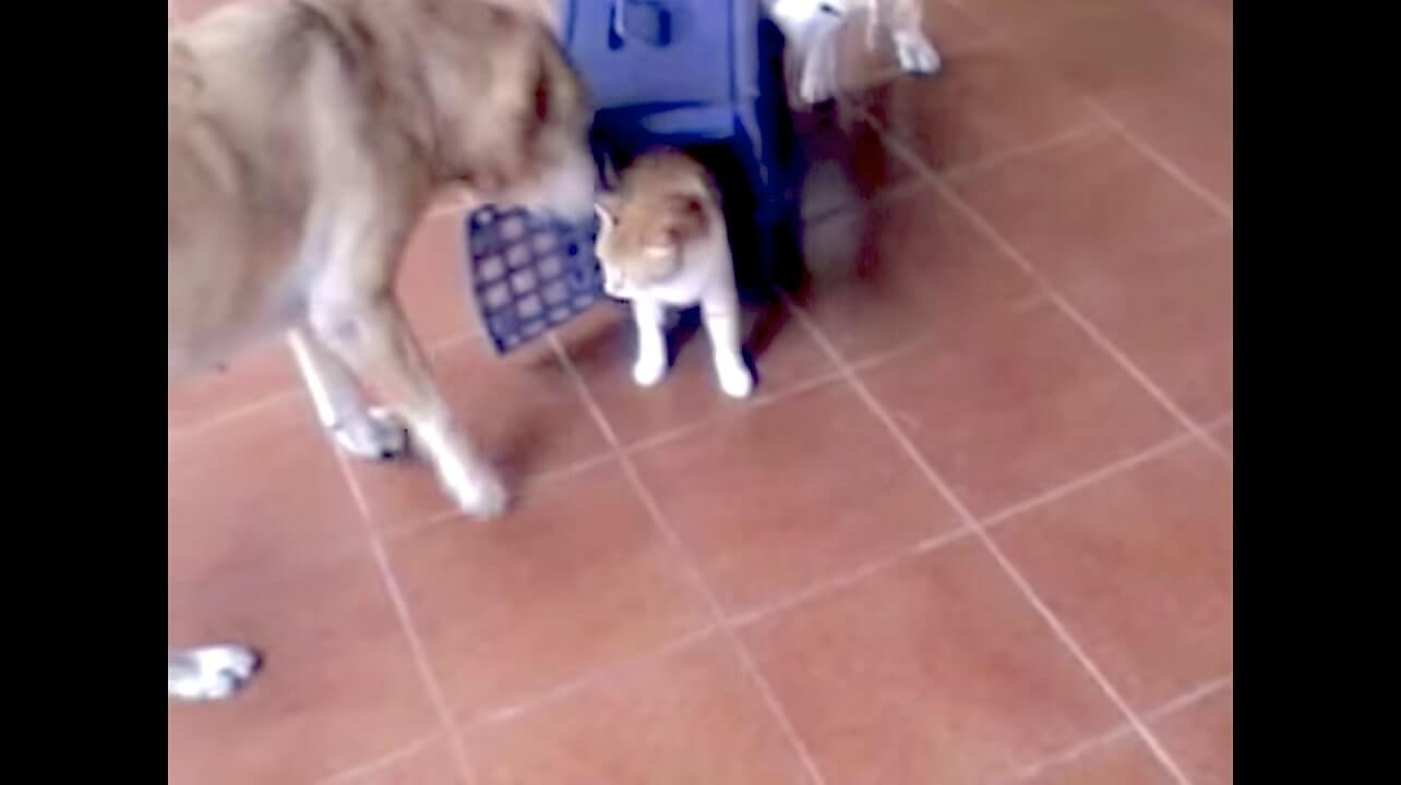 ラブラドールレトリーバー,動画