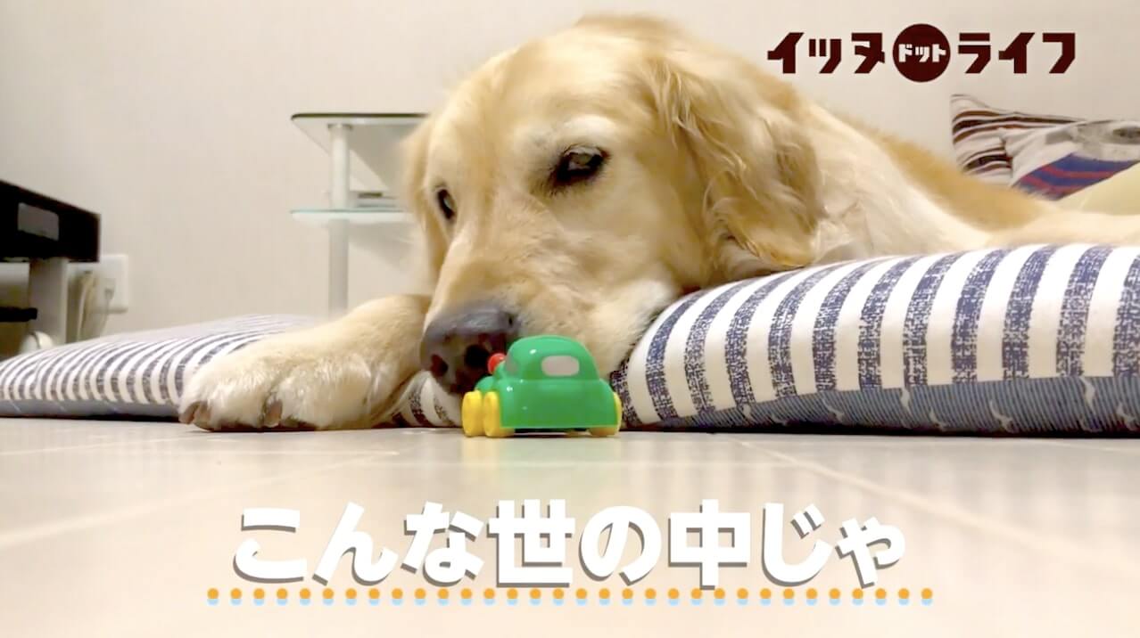 ゴールデン,動画,イッヌドットライフ