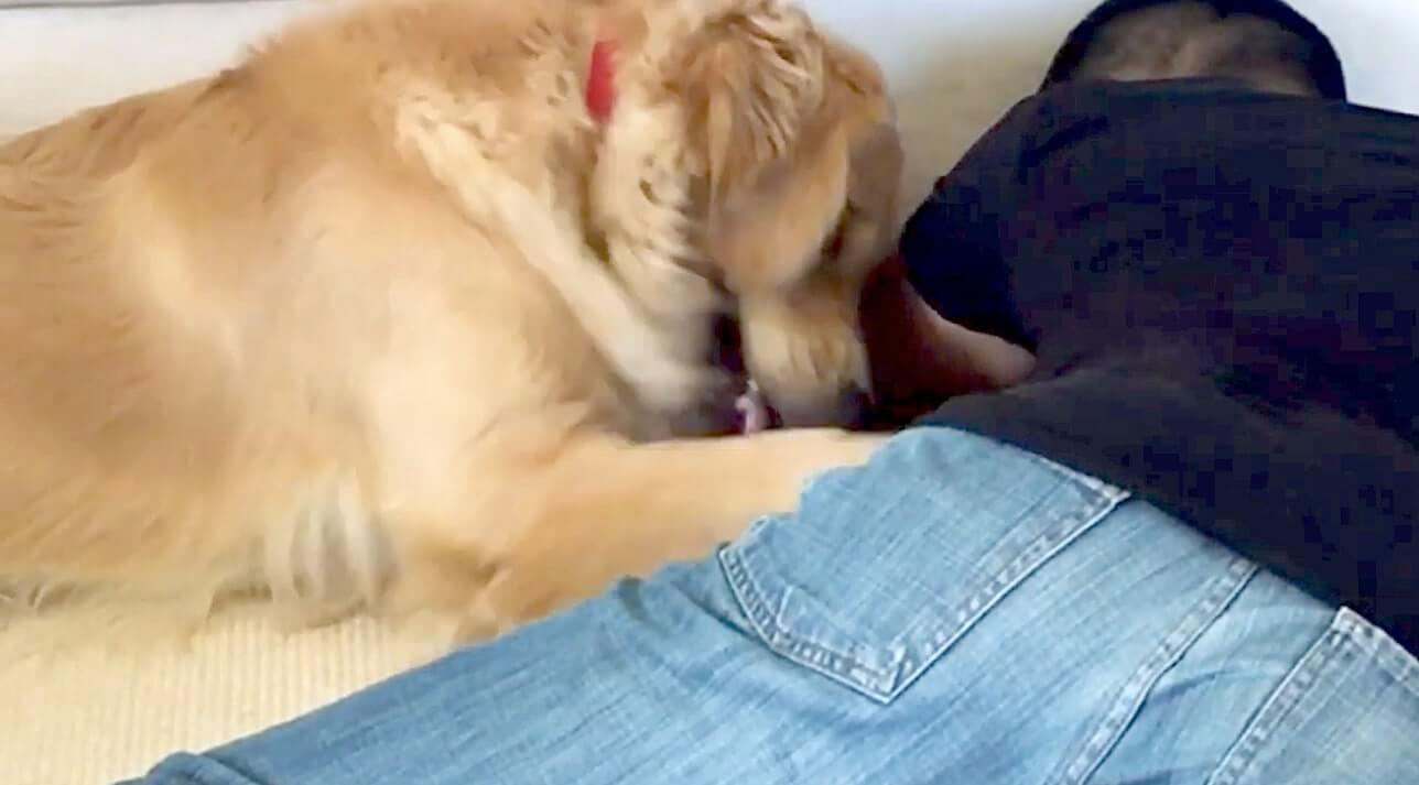 ゴールデンレトリーバー,動画