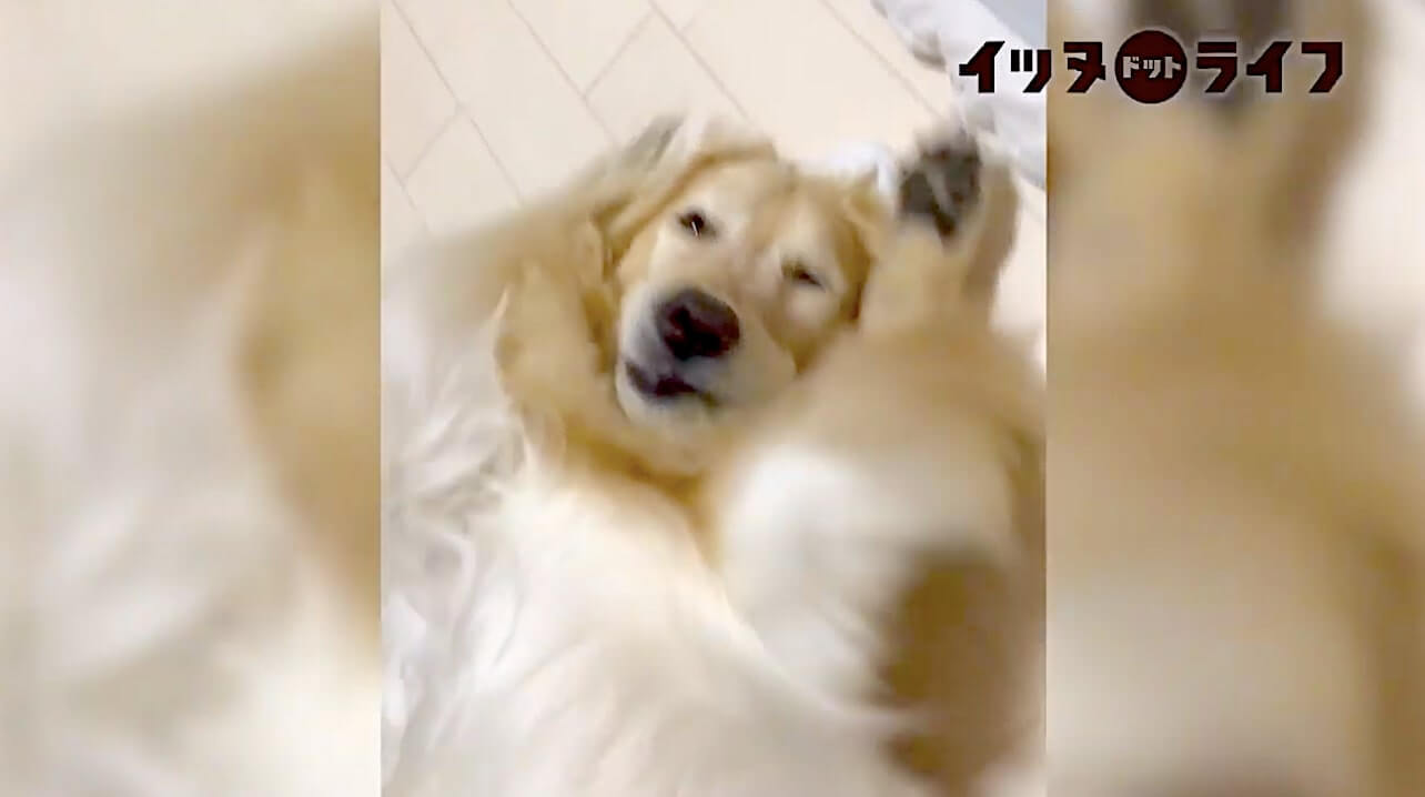 ゴールデン,動画,イッヌドットライフ