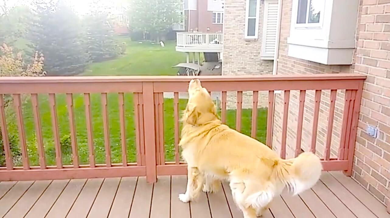 ゴールデンレトリーバー,動画