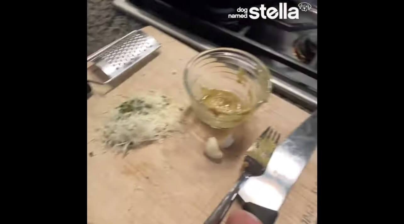 ラブラドールレトリーバー,動画