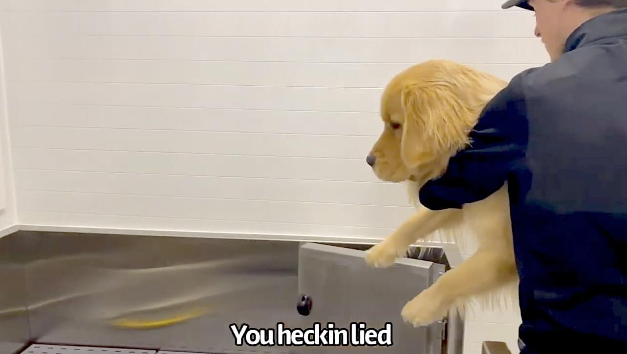 ゴールデンレトリーバー,動画