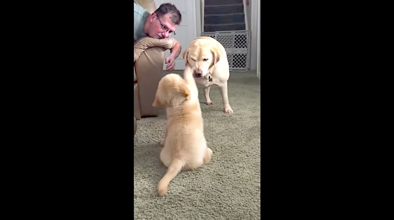 ゴールデンレトリーバー,動画