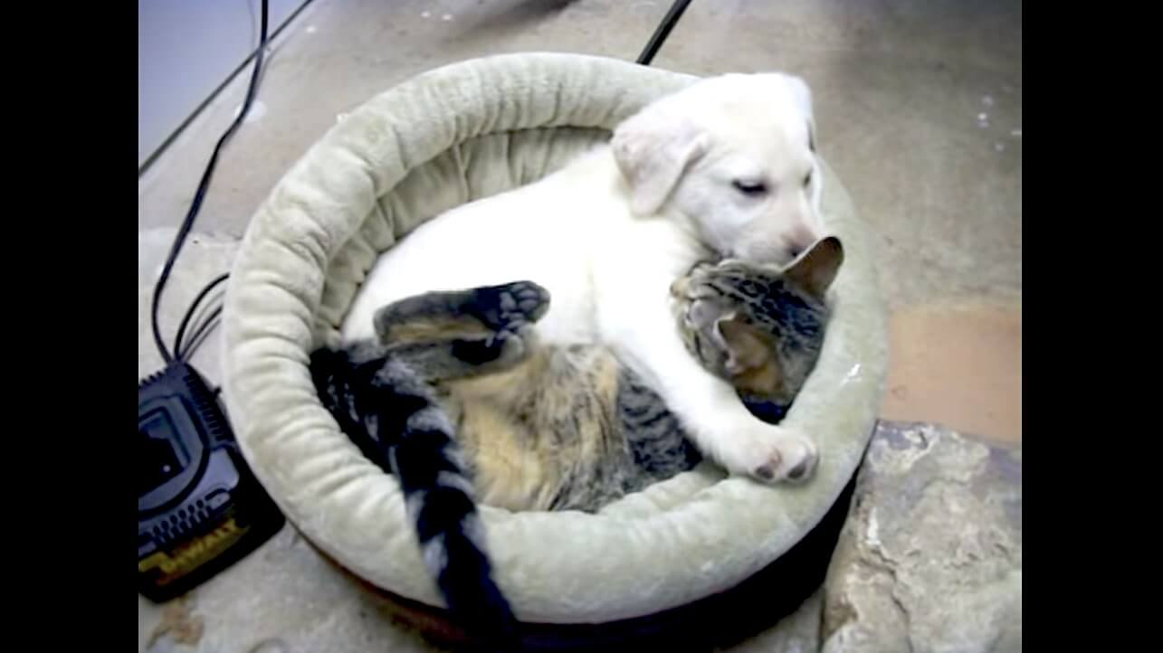 ラブラドールレトリーバー,動画