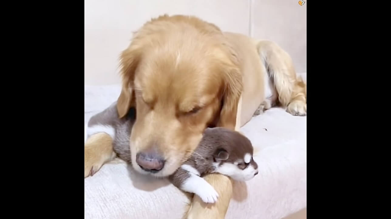 ゴールデンレトリーバー,動画