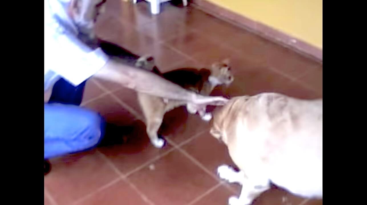 ラブラドールレトリーバー,動画