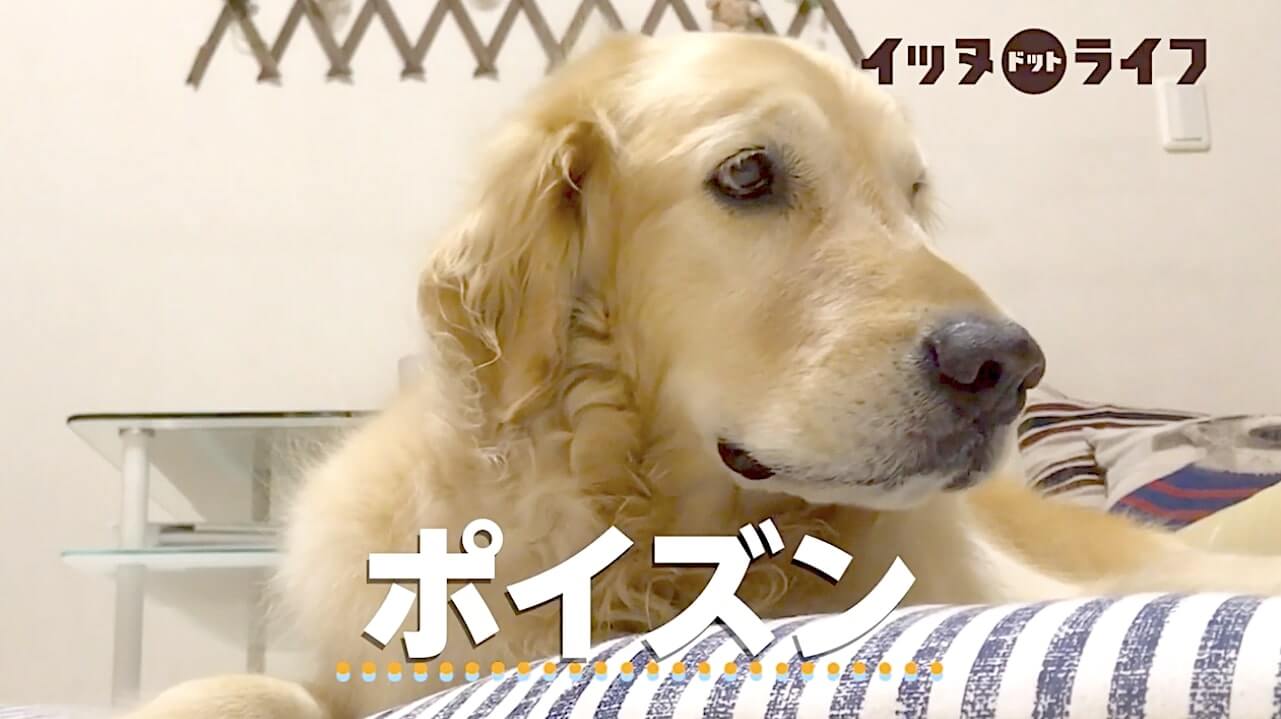 ゴールデン,動画,イッヌドットライフ