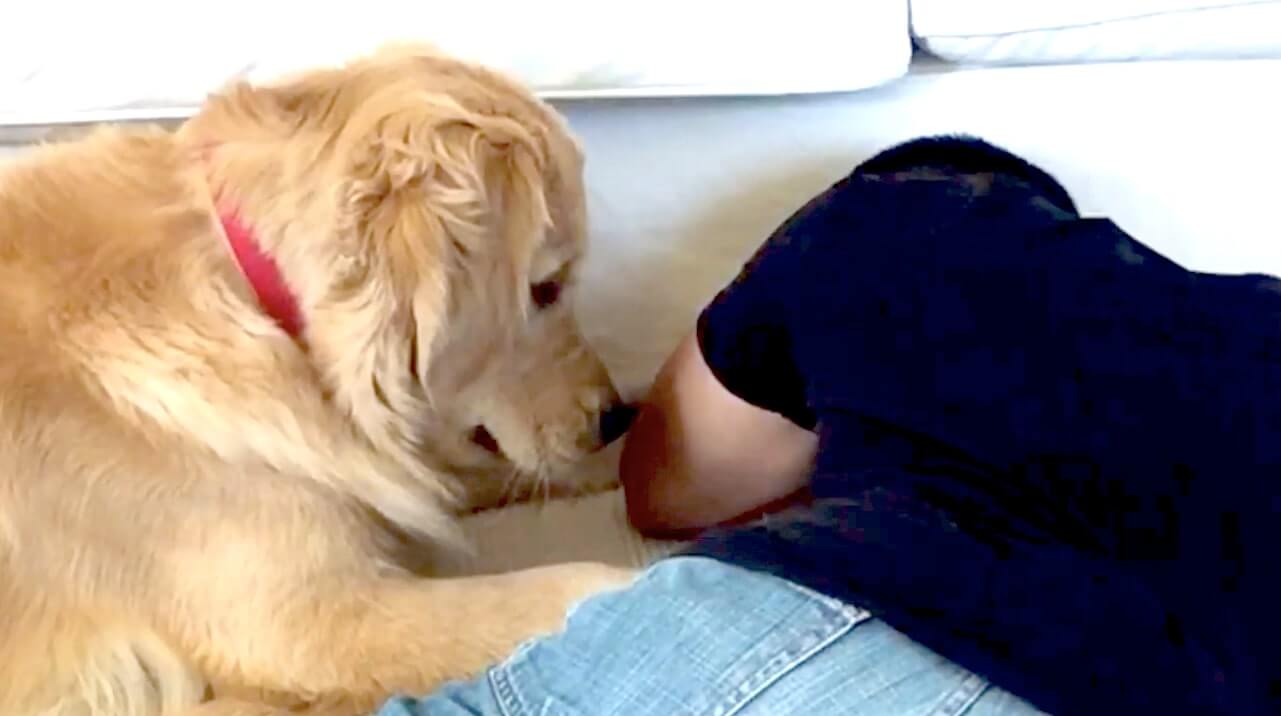 ゴールデンレトリーバー,動画