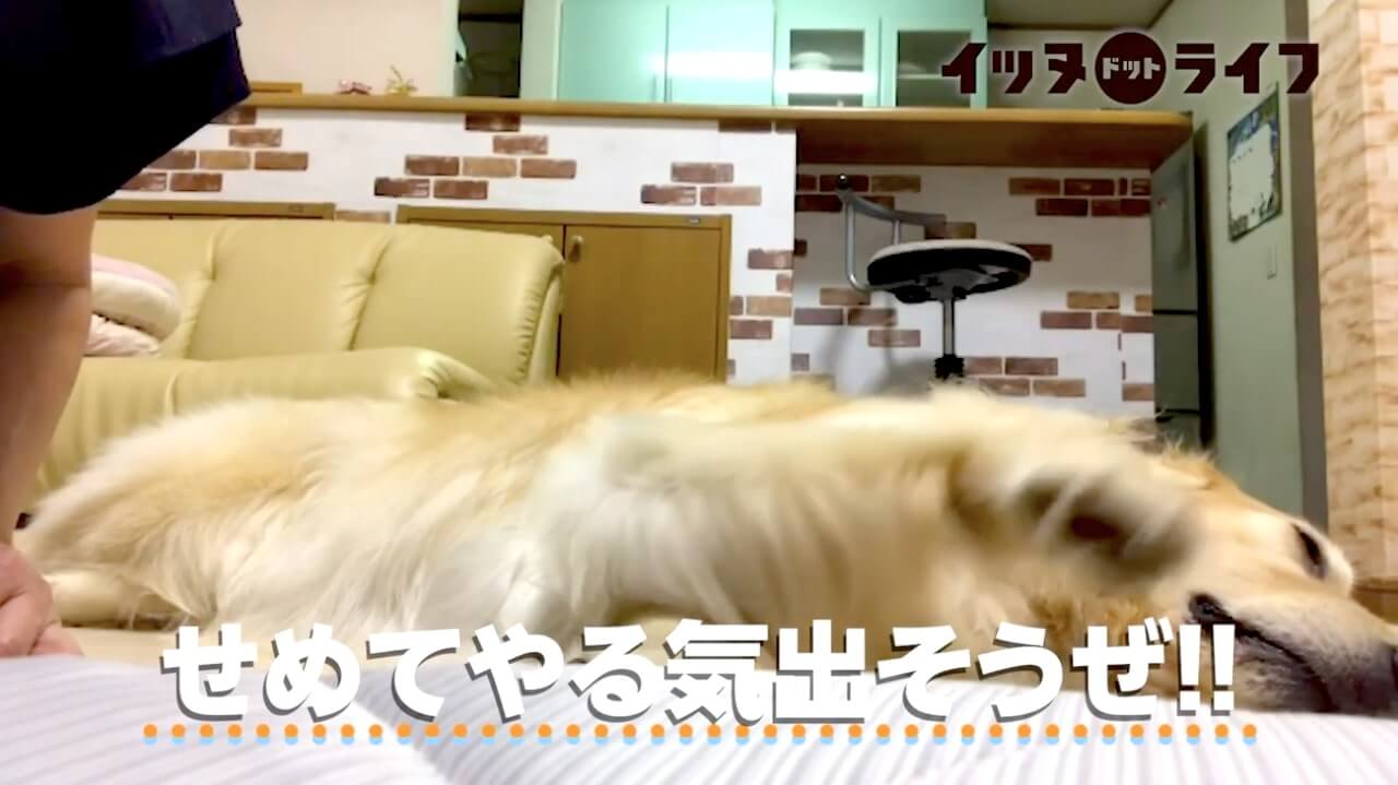 ゴールデン,動画,イッヌドットライフ