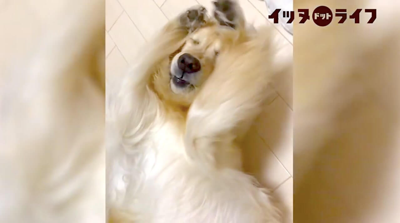 ゴールデン,動画,イッヌドットライフ