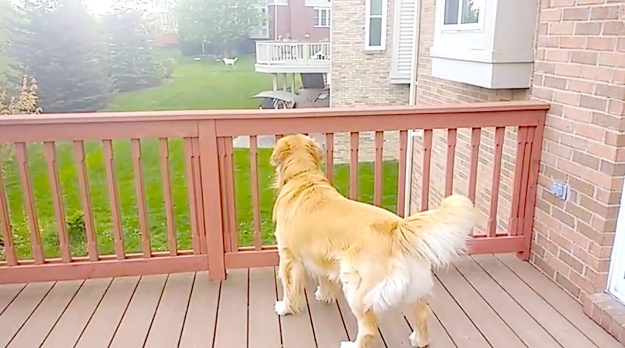 ゴールデンレトリーバー,動画