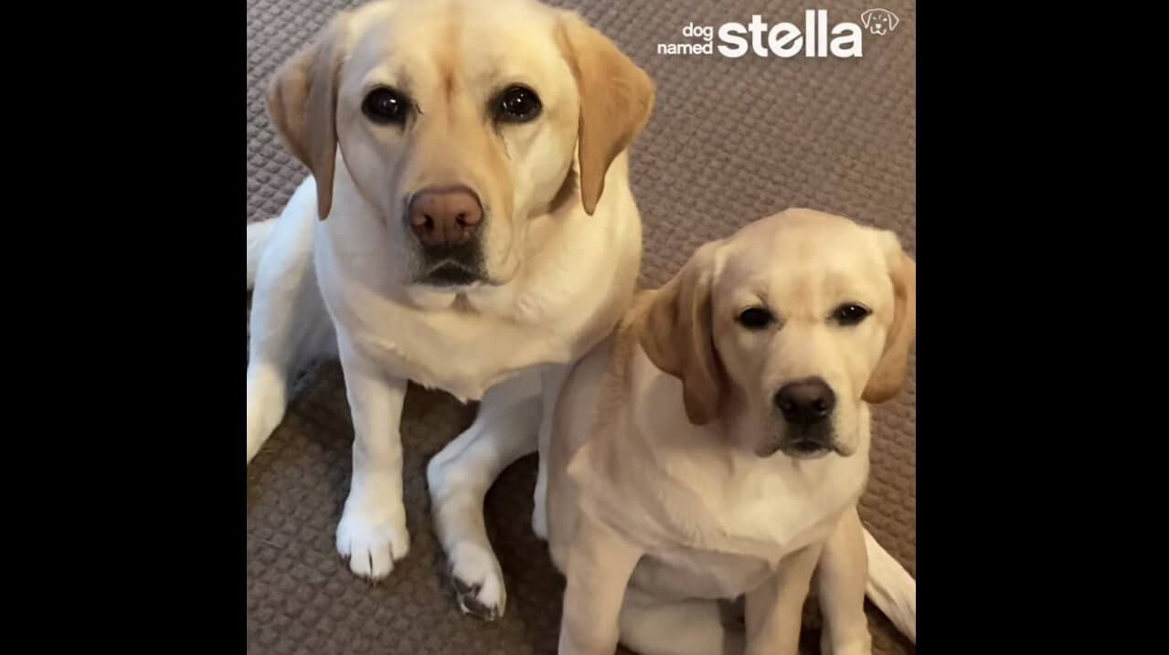 ラブラドールレトリーバー,動画