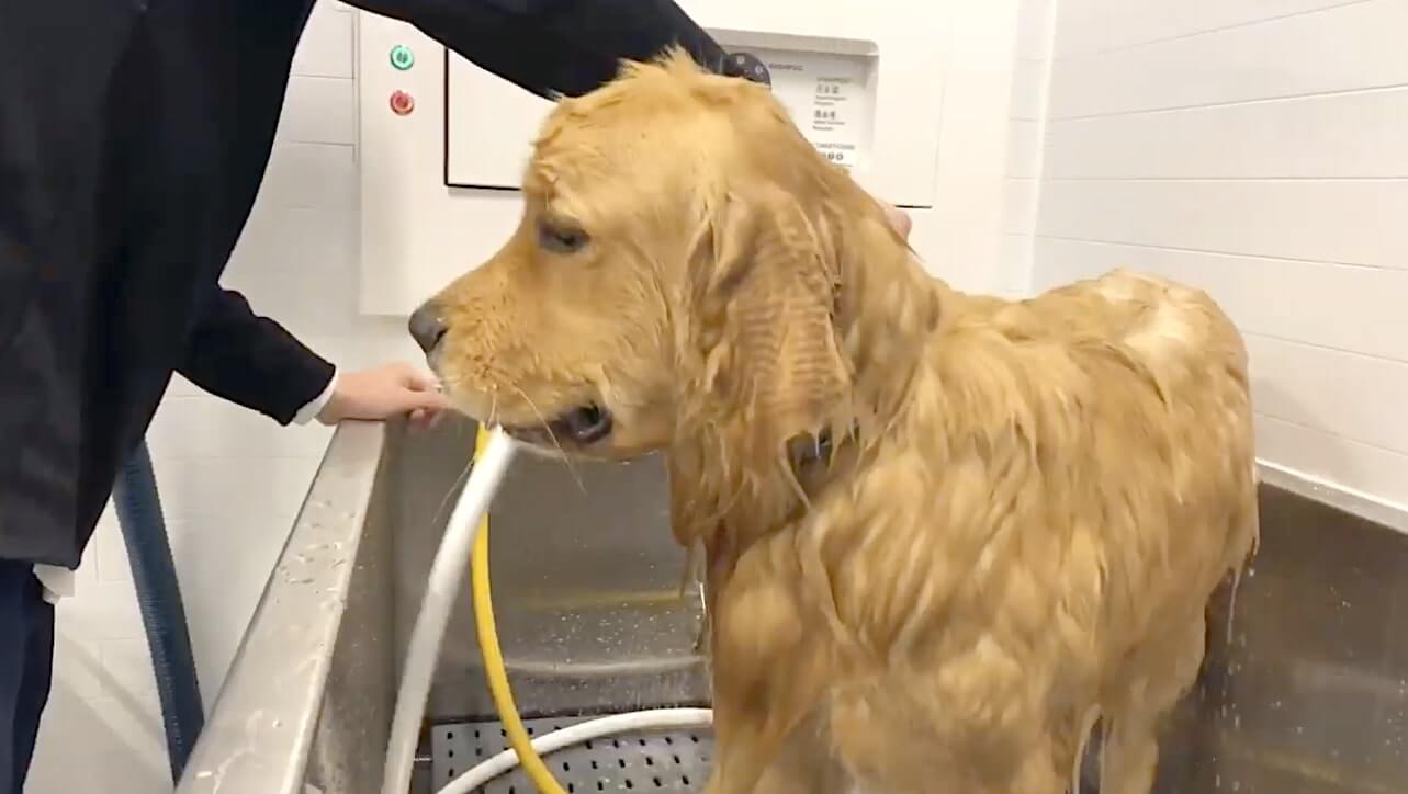 ゴールデンレトリーバー,動画