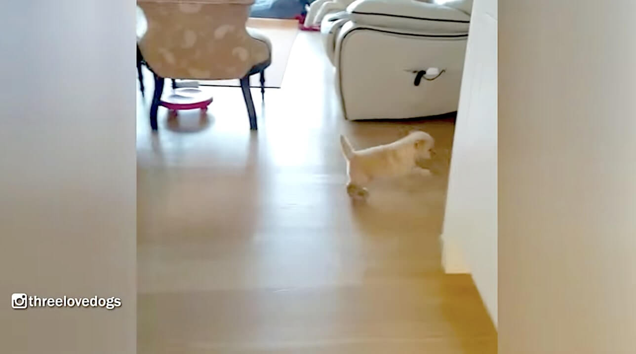 ゴールデンレトリーバー,動画